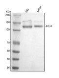 Anti-CD31/PECAM1 Antibody Picoband®