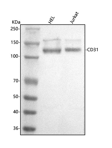 Anti-CD31/PECAM1 Antibody Picoband®
