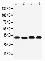 Anti-REA antibody, PA1951, Western blotting
Lane 1: PANC Cell Lysate
Lane 2: COLO320 Cell Lysate
Lane 3: U87Cell Lysate
Lane 4: HEPA Cell Lysate