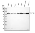 Anti-Cytochrome P450 Reductase/POR Antibody Picoband®