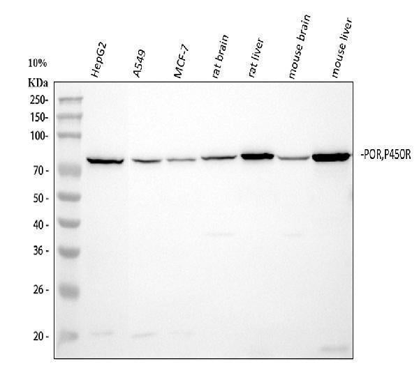 Anti-Cytochrome P450 Reductase/POR Antibody Picoband®