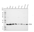 Anti-Cyclophilin B/PPIB Antibody Picoband®