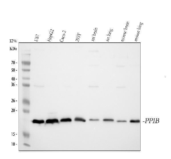 Anti-Cyclophilin B/PPIB Antibody Picoband®