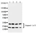 Anti-Caspase-3(P17)/CASP3 Antibody Picoband®