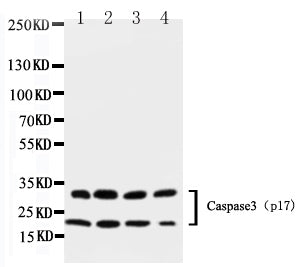 Anti-Caspase-3(P17)/CASP3 Antibody Picoband®