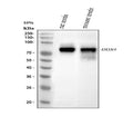 Anti-DDX4/MVH Antibody Picoband®