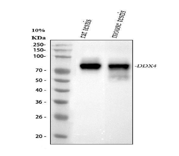 Anti-DDX4/MVH Antibody Picoband®