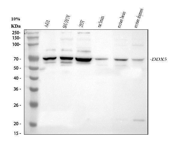 Anti-DDX5 Antibody Picoband®