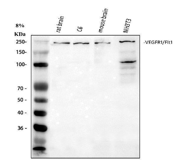 Anti-VEGF Receptor 1/FLT1 Antibody Picoband®