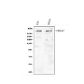 Anti-DNA PKcs/PRKDC Antibody Picoband®