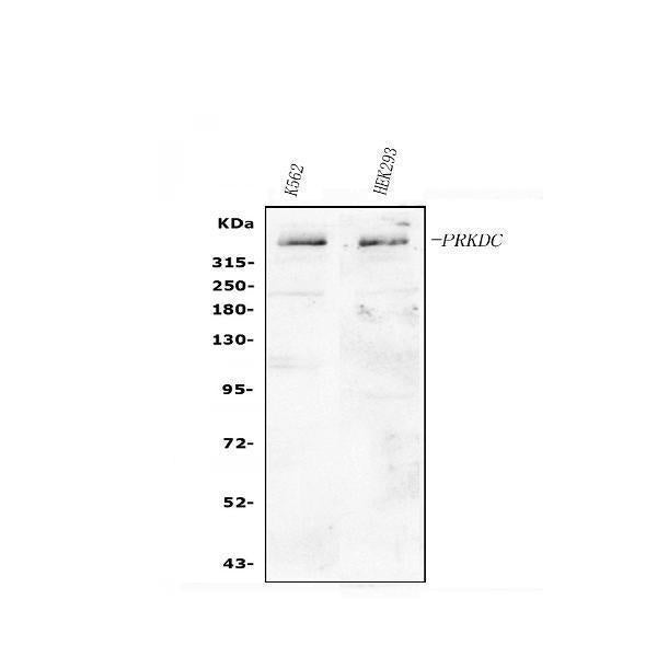 Anti-DNA PKcs/PRKDC Antibody Picoband®