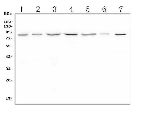 Anti-LTK Antibody Picoband®