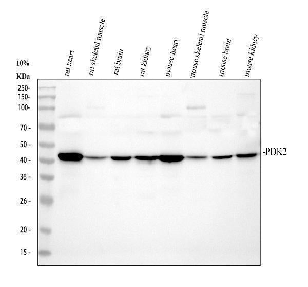 Anti-PDK2 Antibody Picoband®