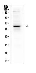 Anti-T-bet/Tbx21 Antibody Picoband®