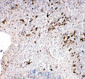 Anti-TRAF2 Antibody Picoband®