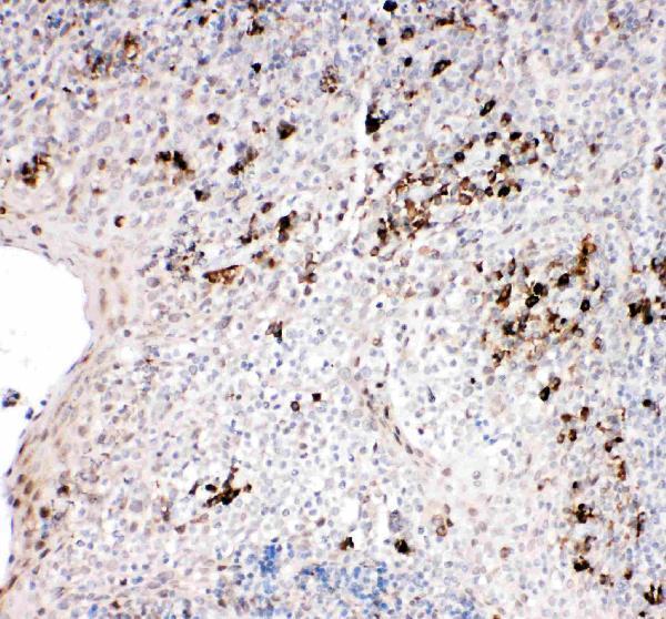 Anti-TRAF2 Antibody Picoband®