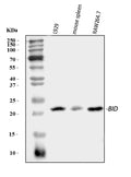 Anti-Bid Antibody Picoband®