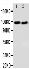 Anti-DISC1 Antibody Picoband®