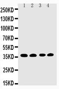 Anti-EIF2S1 Antibody Picoband®