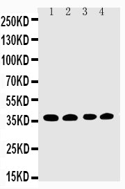 Anti-EIF2S1 Antibody Picoband®
