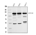 Anti-eIF3B Antibody Picoband®