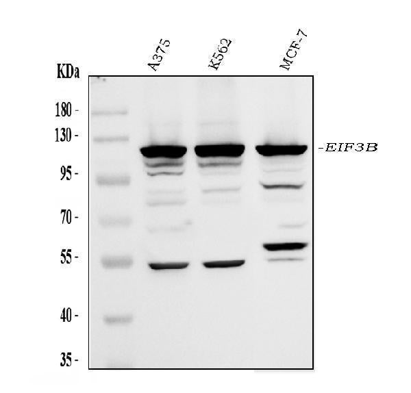 Anti-eIF3B Antibody Picoband®