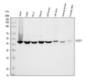 Anti-Flotillin 1/FLOT1 Antibody Picoband®