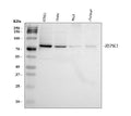 Anti-RIP/RIPK1 Antibody Picoband®