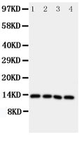 Anti-Somatostatin antibody, PA2054, Western blotting
Lane 1: Rat Brain Tissue Lysate
Lane 2: HELA Cell Lysate
Lane 3: SW620 Cell Lysate
Lane 4: MCF-7 Cell Lysate