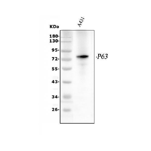 Anti-p63/TP63 Antibody Picoband®