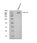 Anti-ABCA4 Antibody Picoband®