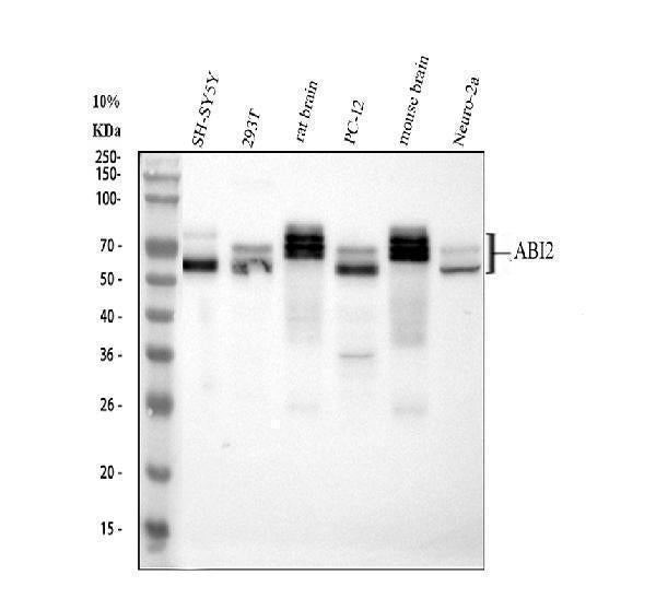 Anti-Abl interactor 2 ABI2 Antibody Picoband®