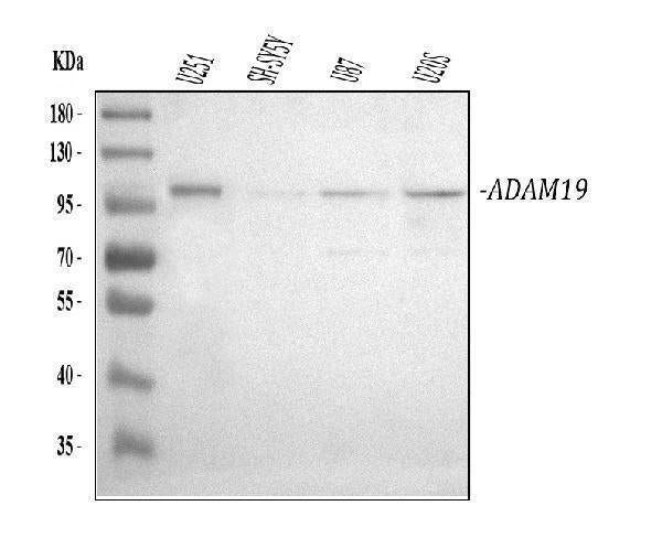 Anti-ADAM19 Antibody Picoband®