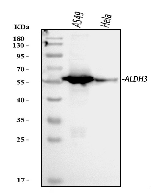 Anti-ALDH3A1 Antibody Picoband®