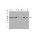 Anti-Annexin VII/ANXA7 Antibody Picoband®
