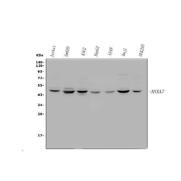 Anti-Annexin VII/ANXA7 Antibody Picoband®