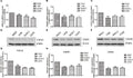 Anti-CXCR1 Antibody Picoband®