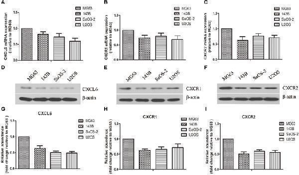 Anti-CXCR1 Antibody Picoband®