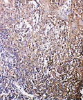 Anti-Bonzo antibody, PA2082, IHC(P)
IHC(P): Human Tonsil Tissue
