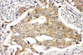 Anti-Prolactin Receptor/PRLR Antibody Picoband®