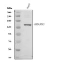 Anti-ABCB4 Antibody Picoband®