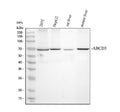 Anti-PMP70/ABCD3 Antibody Picoband®