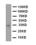 Anti-Aquaporin 10 antibody, PA2095, Western blotting
WB: COLO320 Cell Lysate