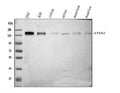 Anti-ATX2/ATXN2 Antibody Picoband®