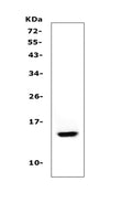 Anti-Cystatin A/CSTA Antibody Picoband®