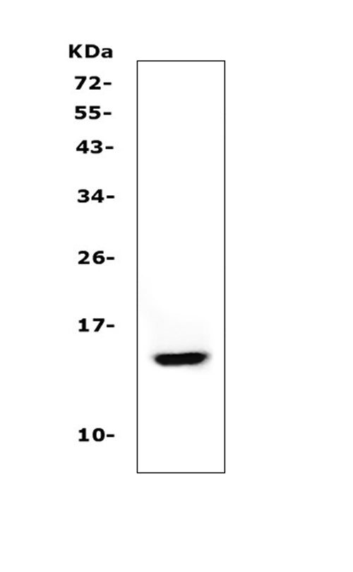Anti-Cystatin A/CSTA Antibody Picoband®