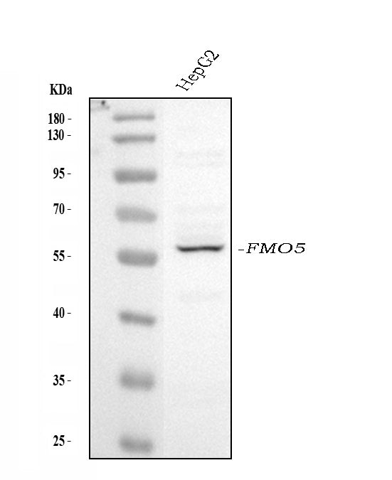 Anti-FMO5 Antibody Picoband®