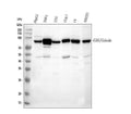 Anti-Gelsolin/GSN Antibody Picoband®