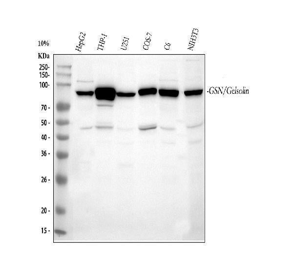 Anti-Gelsolin/GSN Antibody Picoband®