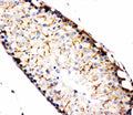 Anti-NAK antibody, PA2117, IHC(P)
IHC(P): Rat Testis Tissue